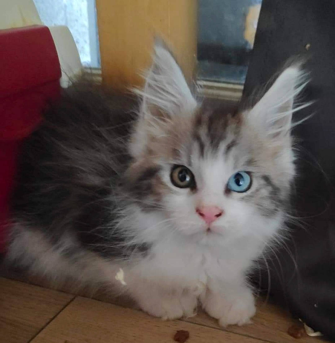 Puma participe au concours pour gagner de l'argent avec cette photo : box, carnivore, cat, claw, domestic_short_haired_cat, eye, fawn, felidae, flooring, fur, hardwood, iris, paw, photo_caption, small_to_medium_sized_cats, smile, snout, tail, terrestrial_animal, whiskers