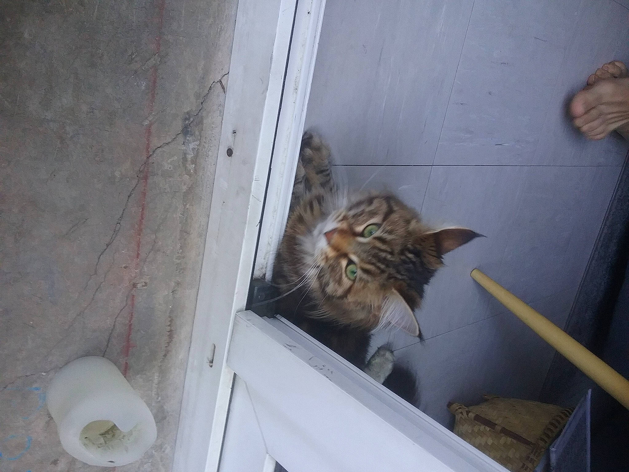 Fiona participe au concours pour gagner de l'argent avec cette photo : animal_shelter, carnivore, cat, circle, domestic_short_haired_cat, door, felidae, fur, hardwood, mammal, room, small_to_medium_sized_cats, tail, whiskers, window, wood