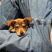 Wild Child is registered to the contest to win money with this photo: adult, animal, blanket, canine, chihuahua, clothing, couch, dog, furniture, homedecor, hound, jeans, linen, male, man, pants, person, pet, puppy, terrier