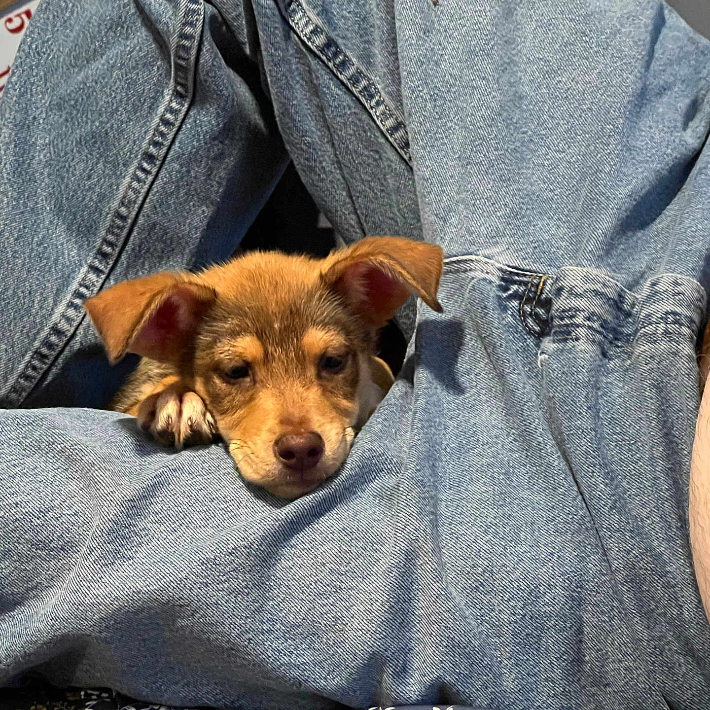 Wild Child is registered to the contest to win money with this photo: adult, animal, blanket, canine, chihuahua, clothing, couch, dog, furniture, homedecor, hound, jeans, linen, male, man, pants, person, pet, puppy, terrier