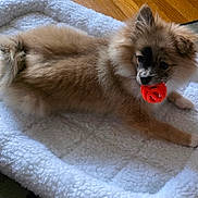 Cannoli is registered to the contest to win money with this photo: animal, bed, cozy, cute, dog, domestic_animal, fluffy, furry, indoor, lying_down, orange_toy, pet, playing, puppy, relaxed, small_dog, toy, white_bed, wooden_floor, young_dog