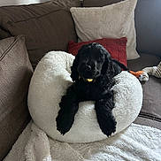 Arlow participe au concours pour gagner de l'argent avec cette photo : puppy, dog, black_dog, pet_bed, white_bed, blanket, couch, pillow, stuffed_toy, indoor, cozy, relaxing, fur, animal, canine, home_interior, soft_texture, resting, cute, companion