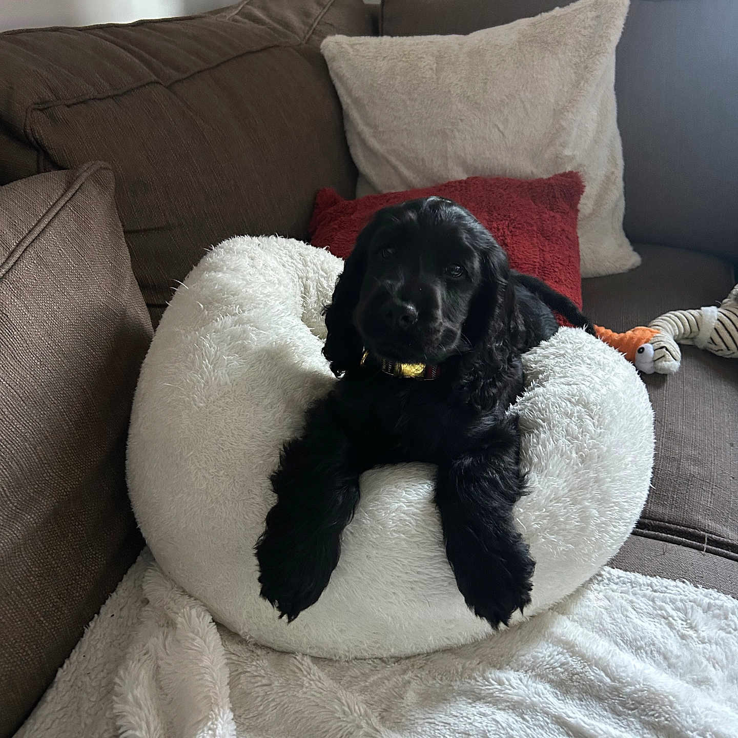 Arlow participe au concours pour gagner de l'argent avec cette photo : puppy, dog, black_dog, pet_bed, white_bed, blanket, couch, pillow, stuffed_toy, indoor, cozy, relaxing, fur, animal, canine, home_interior, soft_texture, resting, cute, companion