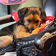 Max joined the competition — help win amazing prizes! puppy, sleeping, dog, leather_bag, blanket, chair, recliner, pink_bag, zipper, furniture, indoor, cozy, resting, fur, ears, paw, black, brown, texture, zipper_pull