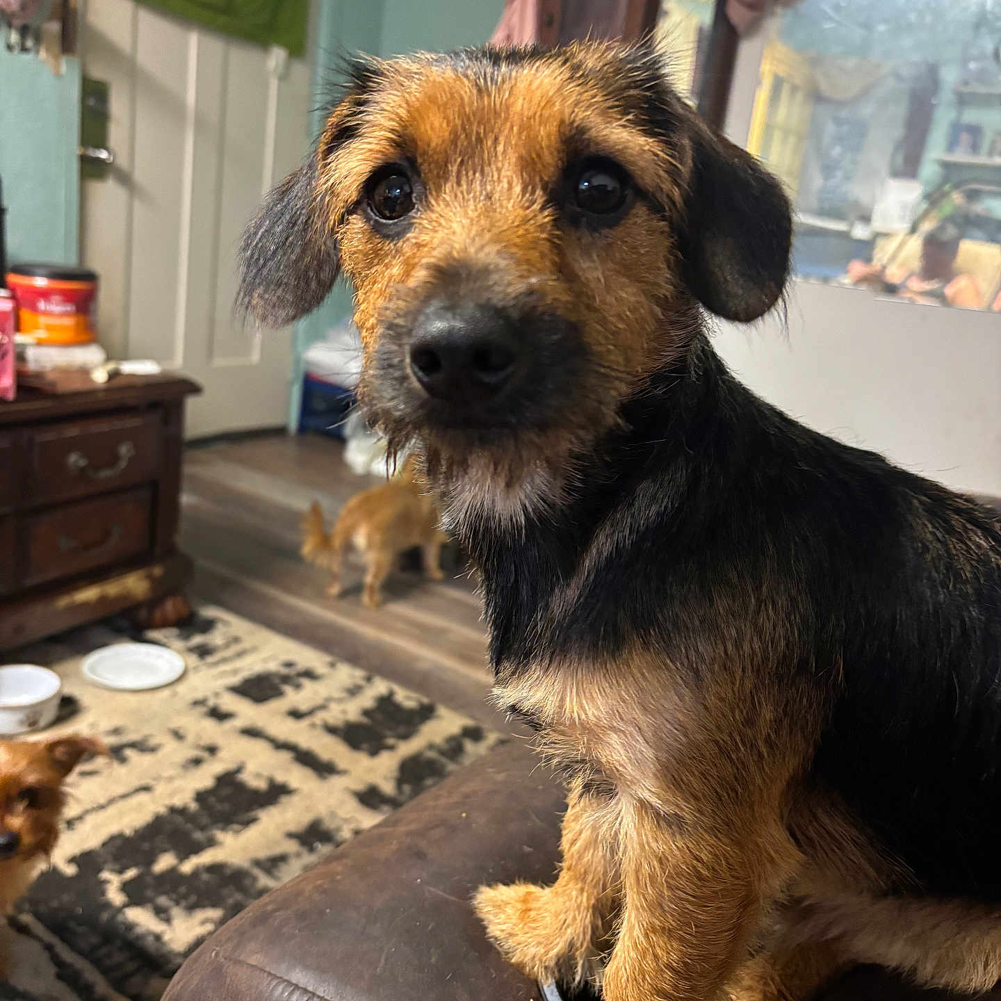 Max joined the competition — help win amazing prizes! animal, black, brown, canine, cozy, cute, dog, domestic, ears, eyes, floor, furniture, household, indoor, leather, pet, portrait, rug, sitting, small_dog