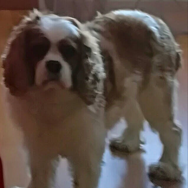 Fiby a rejoint le concours — aidez-le/la à gagner de superbes lots ! canidae, carnivore, cavalier_king_charles_spaniel, companion_dog, dog, dog_breed, fawn, king_charles_spaniel, mammal, moscow_watchdog, rare_breed_dog, snout, spaniel, sporting_group, st_bernard, toy_dog, vertebrate