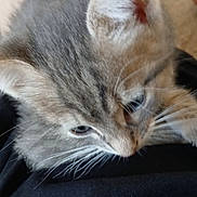 Milo a rejoint le concours — aidez-le/la à gagner de superbes lots ! kitten, cat, gray_tabby, whiskers, close_up, pet, animal, fur, curious, resting, indoor, soft_focus, young, cute, mammal, feline, black_fabric, texture, small, domestic_cat