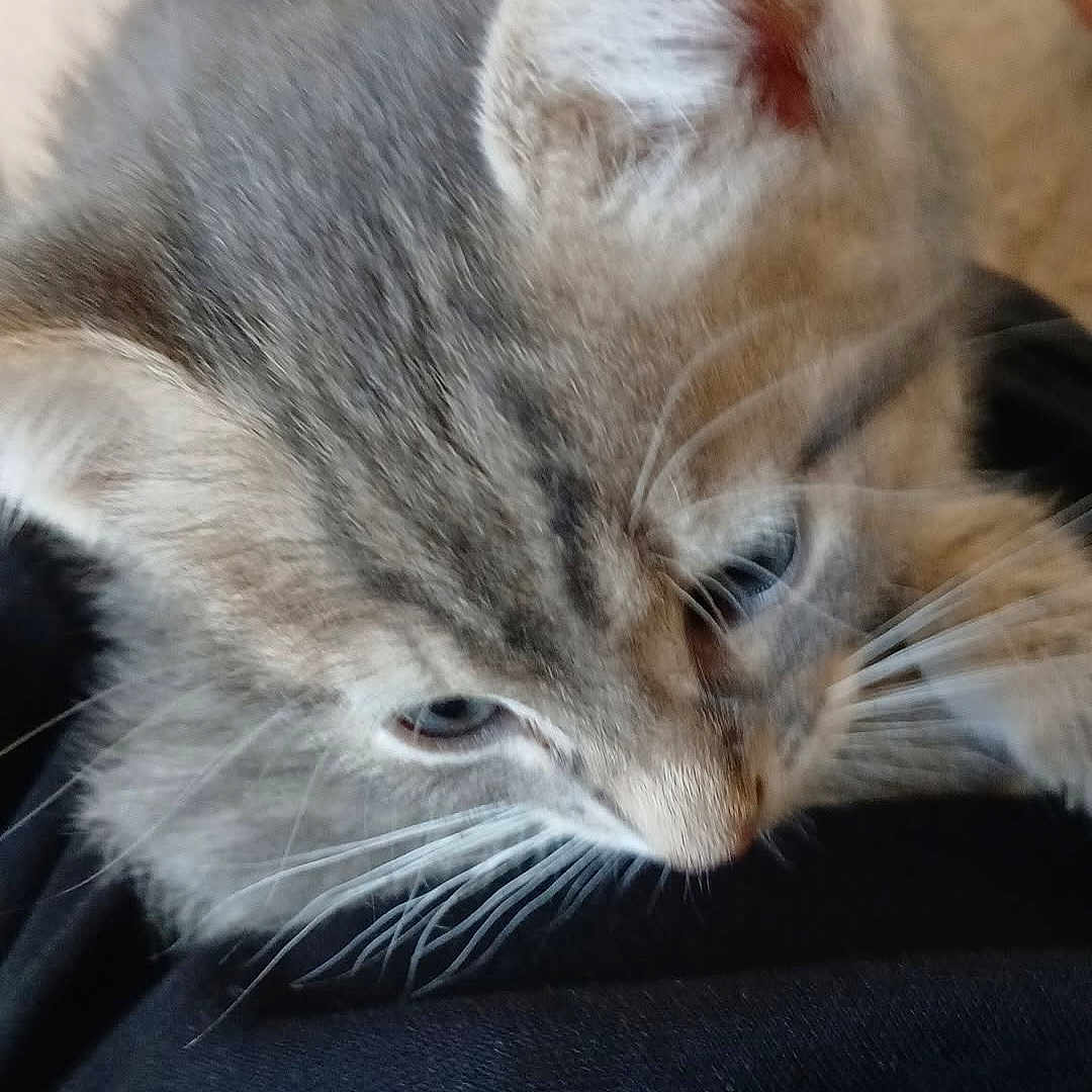 Milo a rejoint le concours — aidez-le/la à gagner de superbes lots ! animal, black_fabric, cat, close_up, curious, cute, domestic_cat, feline, fur, gray_tabby, indoor, kitten, mammal, pet, resting, small, soft_focus, texture, whiskers, young