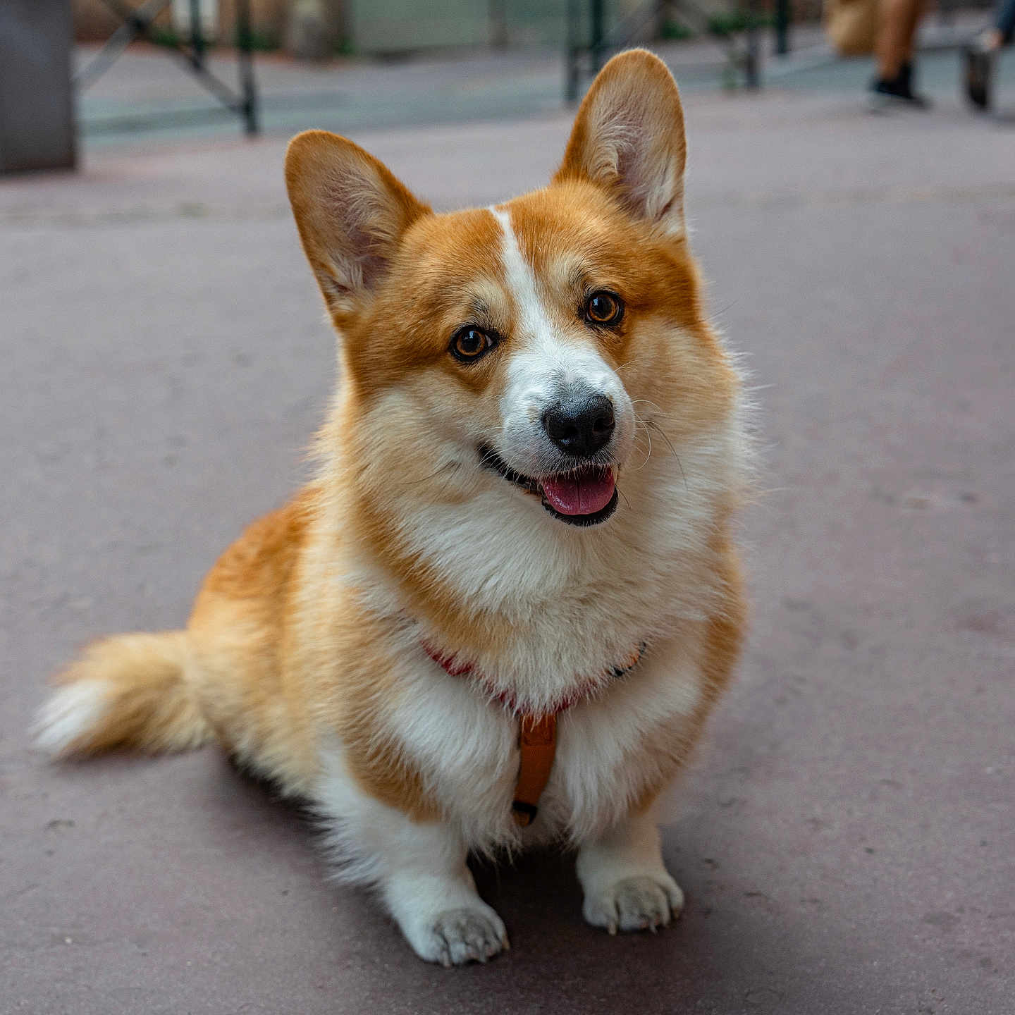 Corgi