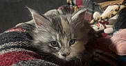 Athéna participe au concours pour gagner de l'argent avec cette photo : kitten, cat, fluffy, long_hair, gray_fur, cream_fur, blue_eyes, animal, pet, portrait, close_up, indoors, blanket, cozy, plush_toys, couch, resting, furry, whiskers, cute