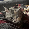kitten, cat, fluffy, long_hair, gray_fur, cream_fur, blue_eyes, animal, pet, portrait, close_up, indoors, blanket, cozy, plush_toys, couch, resting, furry, whiskers, cute