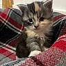 Athéna a rejoint le concours — aidez-le/la à gagner de superbes lots ! kitten, cat, animal, fluffy, fur, tricolor, calico, face, eyes, ears, whiskers, nose, paw, sitting, portrait, indoor, blanket, plaid, cozy, cute