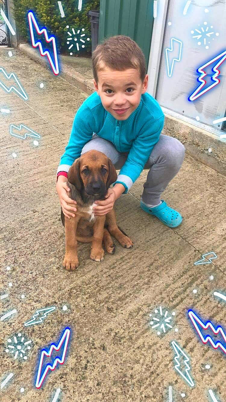 Rouky participe au concours pour gagner de l'argent avec cette photo : canidae, carnivore, companion_dog, dog, dog_breed, fawn, hound, mammal, puppy, rare_breed_dog, sporting_group, vertebrate