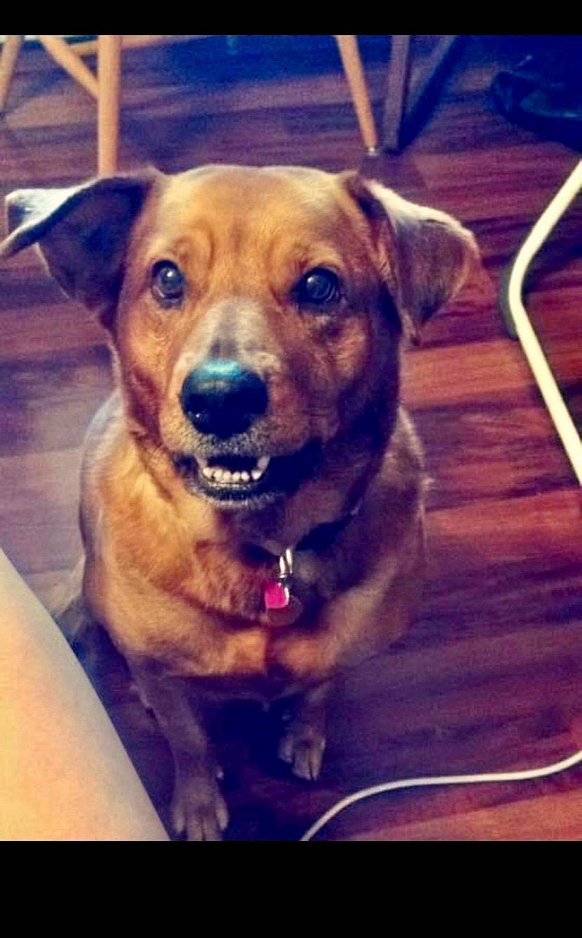 Princess joined the competition — help win amazing prizes! beauty, canidae, carnivore, cloud, collar, companion_dog, dog, dog_breed, dog_collar, fawn, fur, happy, metal, sky, smile, sporting_group, square, whiskers, wood, working_animal