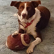 Ruby joined the competition — help win amazing prizes! animal, brown, carpet, collar, cute, dog, domestic, football, fur, indoor, laying, looking, mammal, paw, pet, playful, plush, relaxed, toy, white
