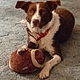 animal, brown, carpet, collar, cute, dog, domestic, football, fur, indoor, laying, looking, mammal, paw, pet, playful, plush, relaxed, toy, white