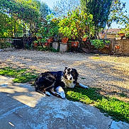 Loki participe au concours pour gagner de l'argent avec cette photo : black_and_white, bushes, canine, concrete, daylight, dog, fur, garden, grass, leaves, nature, outdoor, pet, plants, potted_plants, relaxing, shadows, stone_wall, sunlight, yard