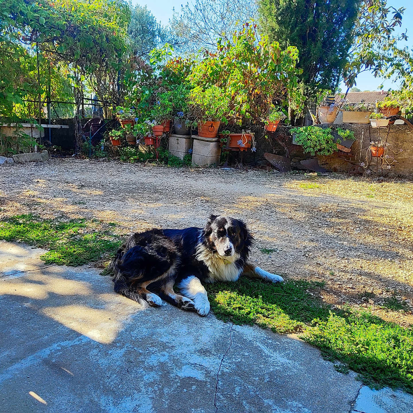 Loki participe au concours pour gagner de l'argent avec cette photo : black_and_white, bushes, canine, concrete, daylight, dog, fur, garden, grass, leaves, nature, outdoor, pet, plants, potted_plants, relaxing, shadows, stone_wall, sunlight, yard