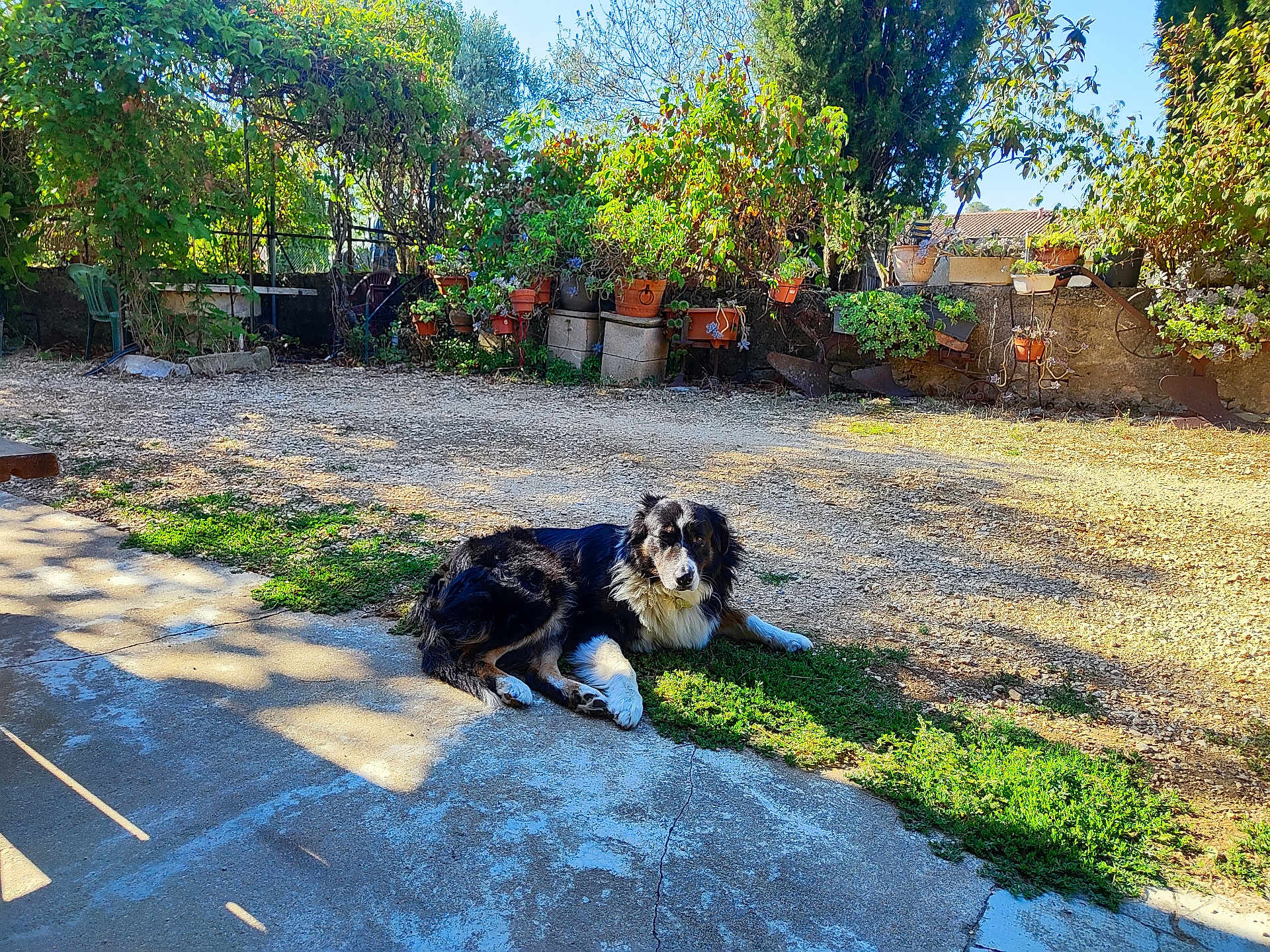Loki