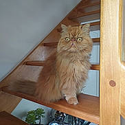 Garfield participe au concours pour gagner de l'argent avec cette photo : cat, orange_cat, fluffy, staircase, wooden_stairs, indoor, pet, animal_figurines, plant, decor, feline, fur, whiskers, eyes, home, stairs, sitting, curious, domestic_cat, house