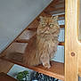 cat, orange_cat, fluffy, staircase, wooden_stairs, indoor, pet, animal_figurines, plant, decor, feline, fur, whiskers, eyes, home, stairs, sitting, curious, domestic_cat, house