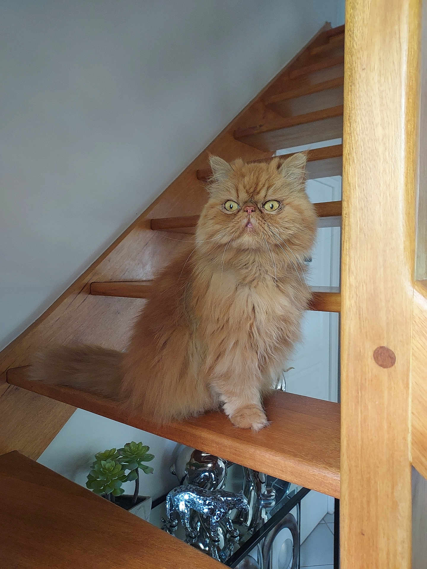 Garfield participe au concours pour gagner de l'argent avec cette photo : cat, orange_cat, fluffy, staircase, wooden_stairs, indoor, pet, animal_figurines, plant, decor, feline, fur, whiskers, eyes, home, stairs, sitting, curious, domestic_cat, house