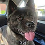 Kourouk a rejoint le concours — aidez-le/la à gagner de superbes lots ! animal, black_fur, canine, close_up, collar, companion, dog, domestic_animal, ears_up, happy, inside_car, leash, pet, portrait, seat, sunlight, tan_fur, tongue_out, vehicle, window