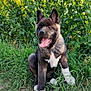 animal, canine, collar, cute, dog, ears, fur, grass, greenery, happy, nature, outdoor, pet, playful, puppy, sitting, summer, sunlight, tongue_out, yellow_flowers