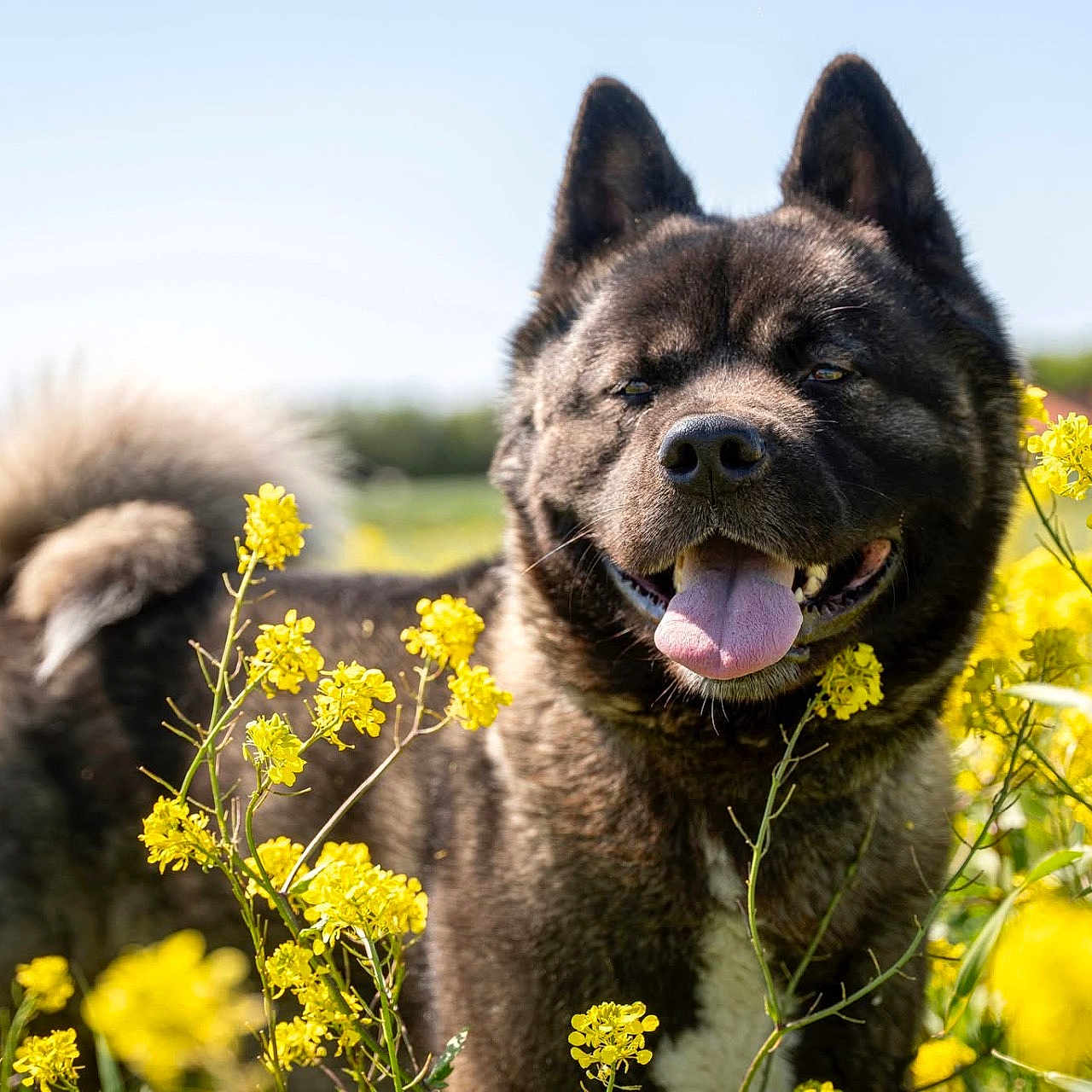 Kourouk a rejoint le concours — aidez-le/la à gagner de superbes lots ! animal, blue_sky, canine, closeup, daytime, dog, ears, field, fluffy, fur, greenery, happy, nature, outdoor, pet, summer, sunlight, tail, tongue_out, yellow_flowers