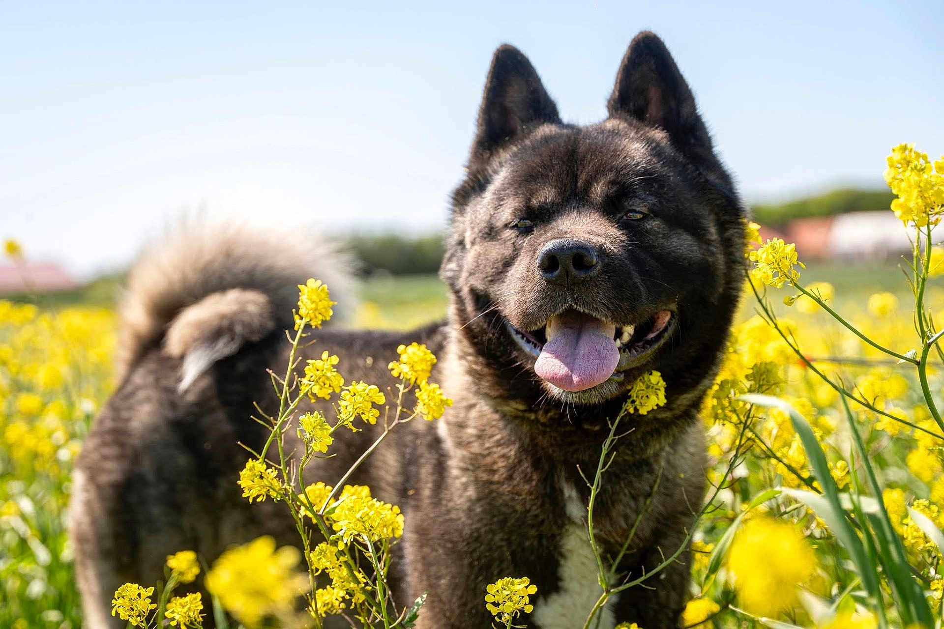 Kourouk a rejoint le concours — aidez-le/la à gagner de superbes lots ! animal, blue_sky, canine, closeup, daytime, dog, ears, field, fluffy, fur, greenery, happy, nature, outdoor, pet, summer, sunlight, tail, tongue_out, yellow_flowers