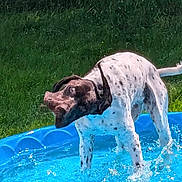 Hukky joined the competition — help win amazing prizes! dog, water, pool, outdoor, grass, tree, sunlight, playful, summer, pet, animal, shaking, blue, canine, nature, fun, splashes, daytime, mammal, garden