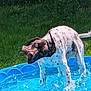 dog, water, pool, outdoor, grass, tree, sunlight, playful, summer, pet, animal, shaking, blue, canine, nature, fun, splashes, daytime, mammal, garden