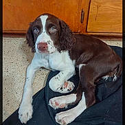 Waylon joined the competition — help win amazing prizes! puppy, dog, brown_and_white, lying_down, indoor, floor, wooden_cabinet, curious_eyes, young_dog, pet, domestic_animal, cute, animal, fur, paw, resting, canine, adorable, companion, home