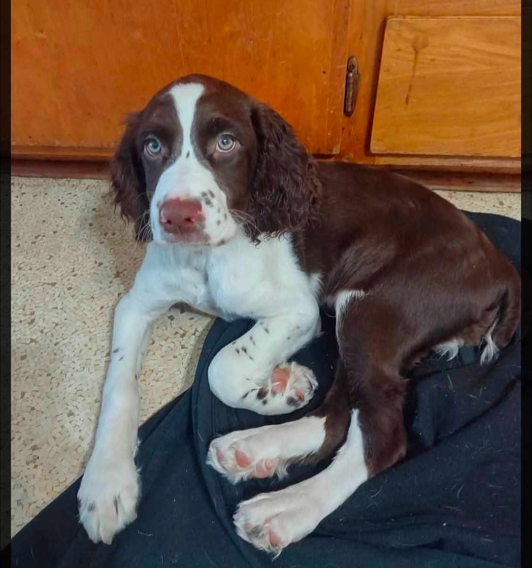 Waylon