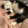 Dexter is registered to the contest to win money with this photo: cat, black_and_white, paw, pink_blanket, cozy, indoor, feline, cute, relaxed, fur, pet, laying_down, whiskers, soft_texture, home, animal, sleepy, comfort, cute_pose, resting