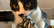 Dexter joined the competition — help win amazing prizes! cat, tuxedo_cat, yellow_eyes, blanket, curious, indoor, pet, fur, whiskers, face, closeup, black_and_white, cozy, home, animal, portrait, looking, feline, soft_texture, relaxed