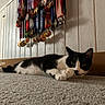 Dexter is registered to the contest to win money with this photo: cat, black_and_white_cat, carpet, medals, ribbons, wooden_wall, indoor, pet, animal, lying_down, curious, paw, achievement, trophy, collection, decoration, floor, close_up, resting, feline