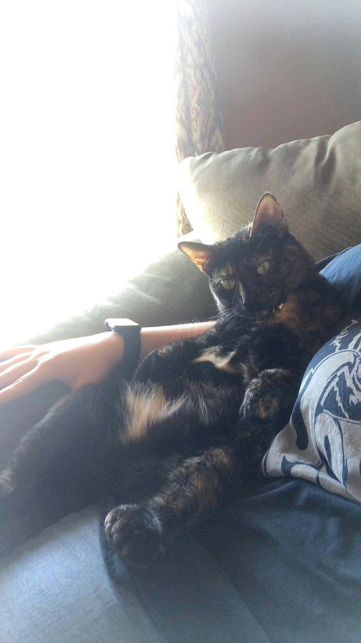 Brandy is registered to the contest to win money with this photo: bed, bedding, carnivore, cat, cloud, comfort, domestic_short_haired_cat, felidae, fur, grey, human_leg, leg, linens, mammal, room, small_to_medium_sized_cats, tail, tints_and_shades, vertebrate, whiskers