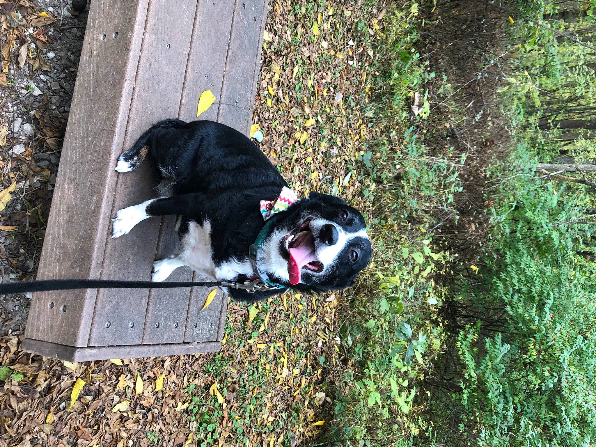 Allie Marie is registered to the contest to win money with this photo: art, canidae, carmine, carnivore, companion_dog, dog, dog_breed, fictional_character, fur, grass, people_in_nature, personal_protective_equipment, plant, shrub, snout, soil, sporting_group, tail, tree, woody_plant