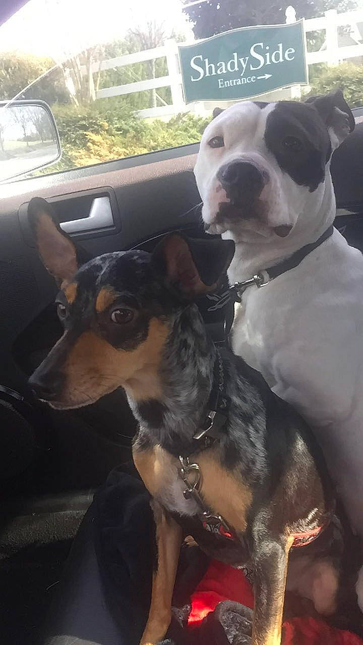 Dax is registered to the contest to win money with this photo: canidae, car, carnivore, collar, companion_dog, dog, dog_breed, dog_collar, fawn, fur, giant_dog_breed, mammal, pet_supply, plant, snout, sporting_group, tree, vehicle, vehicle_door, working_animal