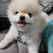 Balto joined the competition — help win amazing prizes! dog, pomeranian, puppy, fluffy, tongue_out, smile, pet, close_up, nose, eyes, fur, collar, tag, indoor, couch, pillow, happy, cute, sitting, paw