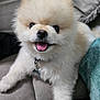 dog, pomeranian, puppy, fluffy, tongue_out, smile, pet, close_up, nose, eyes, fur, collar, tag, indoor, couch, pillow, happy, cute, sitting, paw