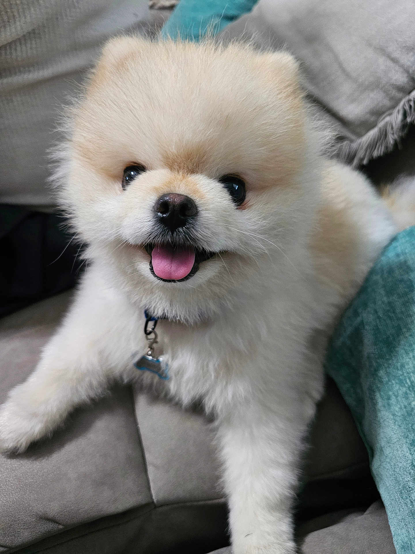 Balto joined the competition — help win amazing prizes! dog, pomeranian, puppy, fluffy, tongue_out, smile, pet, close_up, nose, eyes, fur, collar, tag, indoor, couch, pillow, happy, cute, sitting, paw