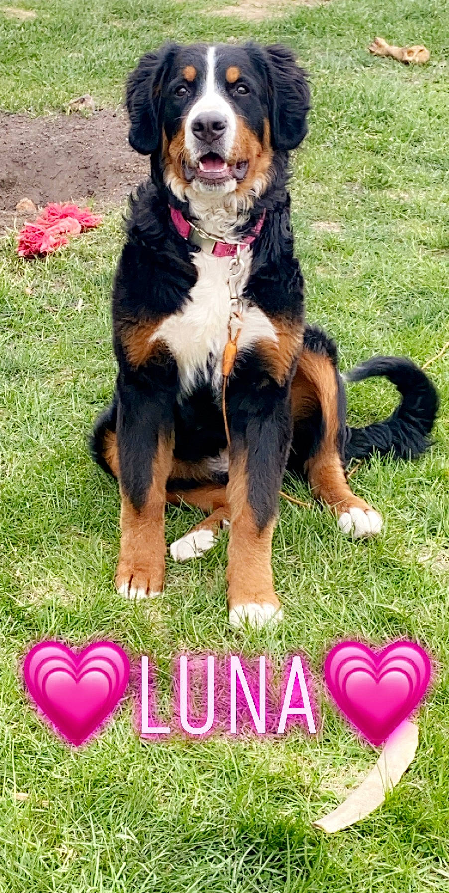 Luna is registered to the contest to win money with this photo: bernese_mountain_dog, carnivore, collar, companion_dog, dog, dog_breed, event, font, graphics, grass, grassland, green, happy, lawn, mammal, people_in_nature, photo_caption, plant, tail, vertebrate
