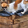 Iwa a rejoint le concours — aidez-le/la à gagner de superbes lots ! dog, puppy, small_dog, long_hair, brown_and_white, portrait, face, eyes, ears, standing, outdoor, garden, planter, wood, wooden_box, plastic, fur, cute, animal, photography