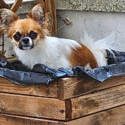 Iwa a rejoint le concours — aidez-le/la à gagner de superbes lots ! dog, small_dog, long_hair, fluffy, brown_and_white, pet, animal, portrait, outdoor, garden, wooden_planter, wood, tail, pointed_ears, dark_eyes, black_nose, sitting, looking_at_camera, rustic, closeup