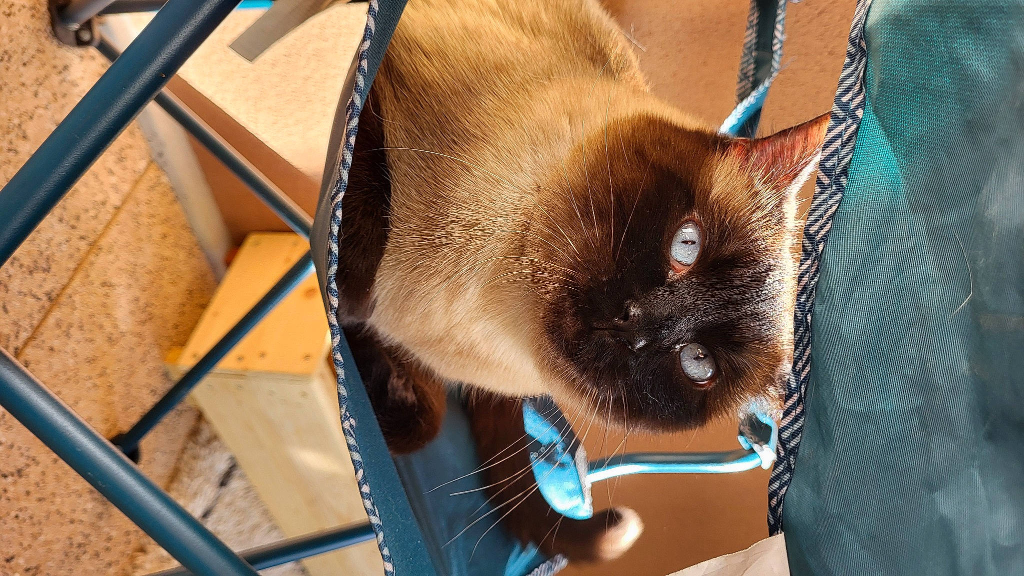 Lucky a rejoint le concours — aidez-le/la à gagner de superbes lots ! balinese, carnivore, cat, collar, domestic_short_haired_cat, fawn, felidae, fur, pet_supply, siamese, small_to_medium_sized_cats, snout, tail, thai, tonkinese, whiskers