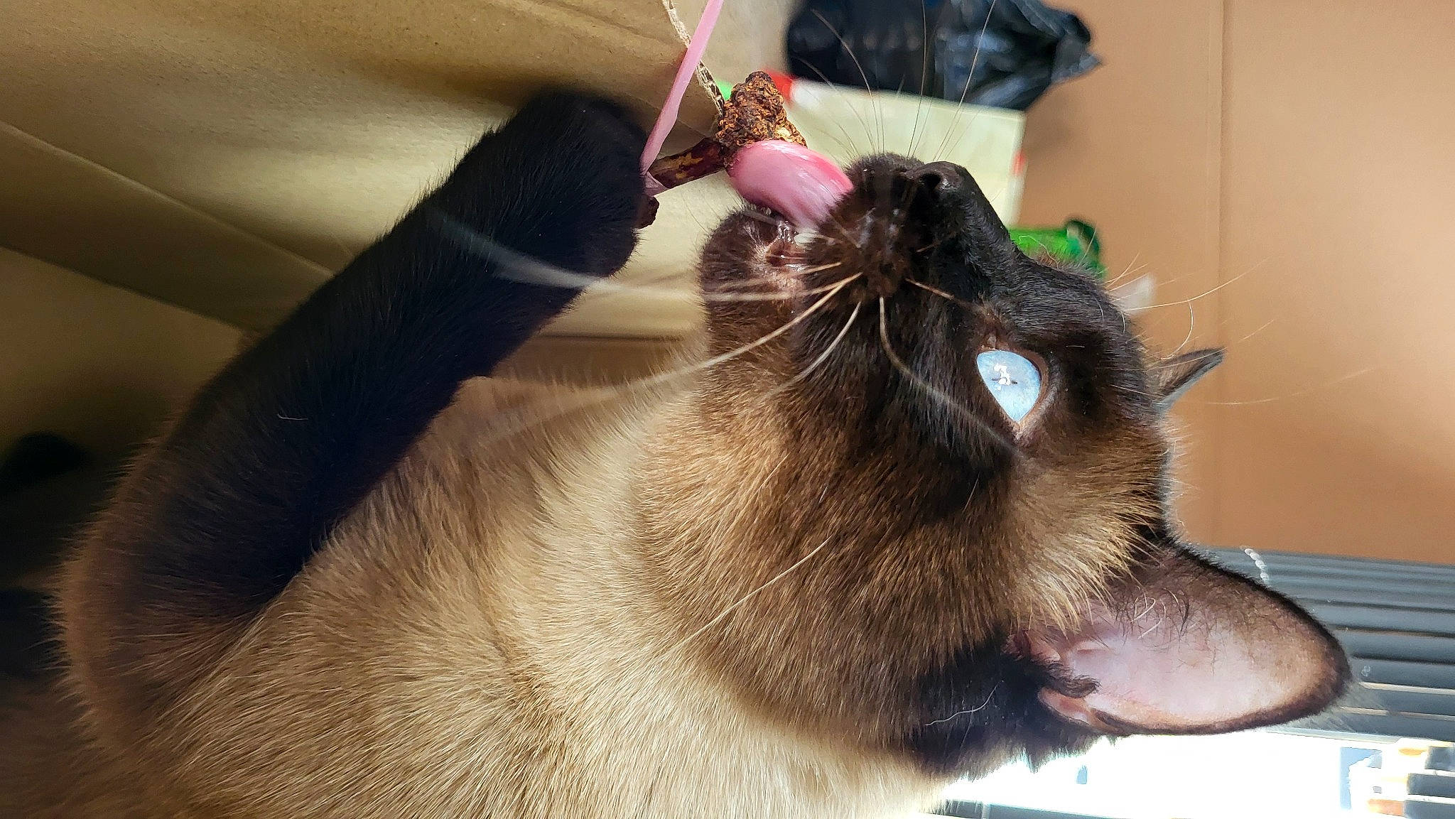 Lucky participe au concours pour gagner de l'argent avec cette photo : balinese, bombay, carnivore, cat, claw, collar, domestic_short_haired_cat, ear, fang, fawn, felidae, fur, gesture, siamese, small_to_medium_sized_cats, snout, tail, thai, tonkinese, whiskers