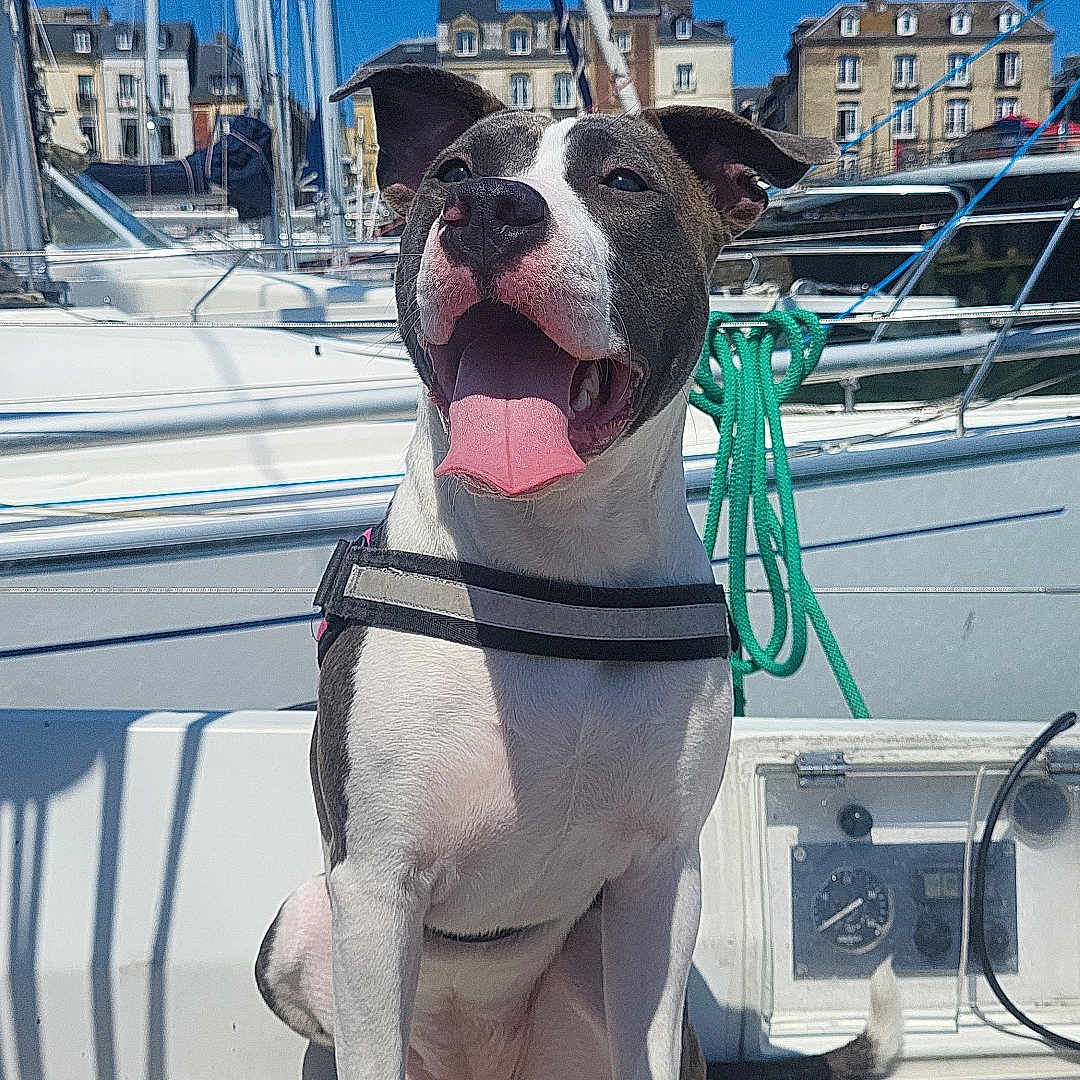Mia a rejoint le concours — aidez-le/la à gagner de superbes lots ! accessories, animal, architecture, boat, boxer, bulldog, canine, cat, dog, person, pet, pitbull, port, road, sailboat, strap, transportation, vehicle, water, waterfront