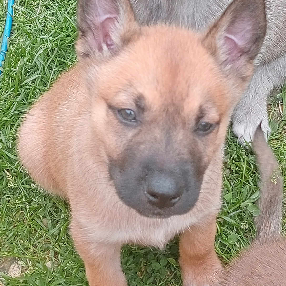 Sunny participe au concours pour gagner de l'argent avec cette photo : adorable, animal, black, brown, closeup, cute, dog, ears, fur, grass, legs, muzzle, nature, nose, outdoor, pet, playful, puppy, tan, young
